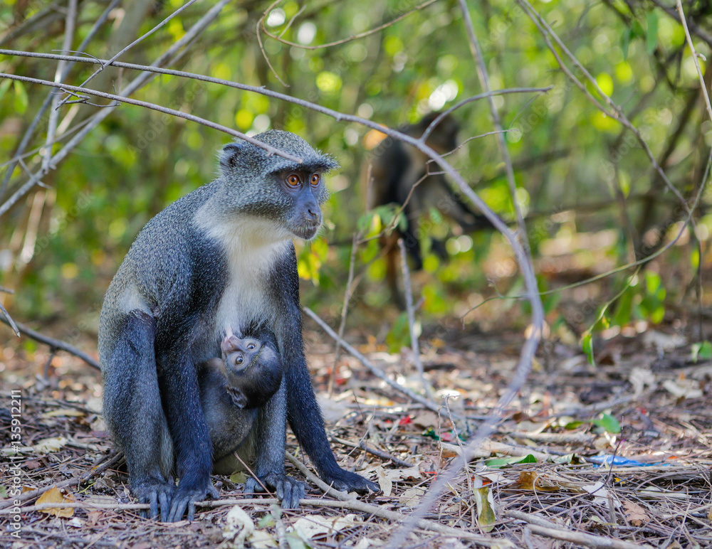 Diademed monkey feeding her baby. Gedi Ruins, Watamu, Kenya.