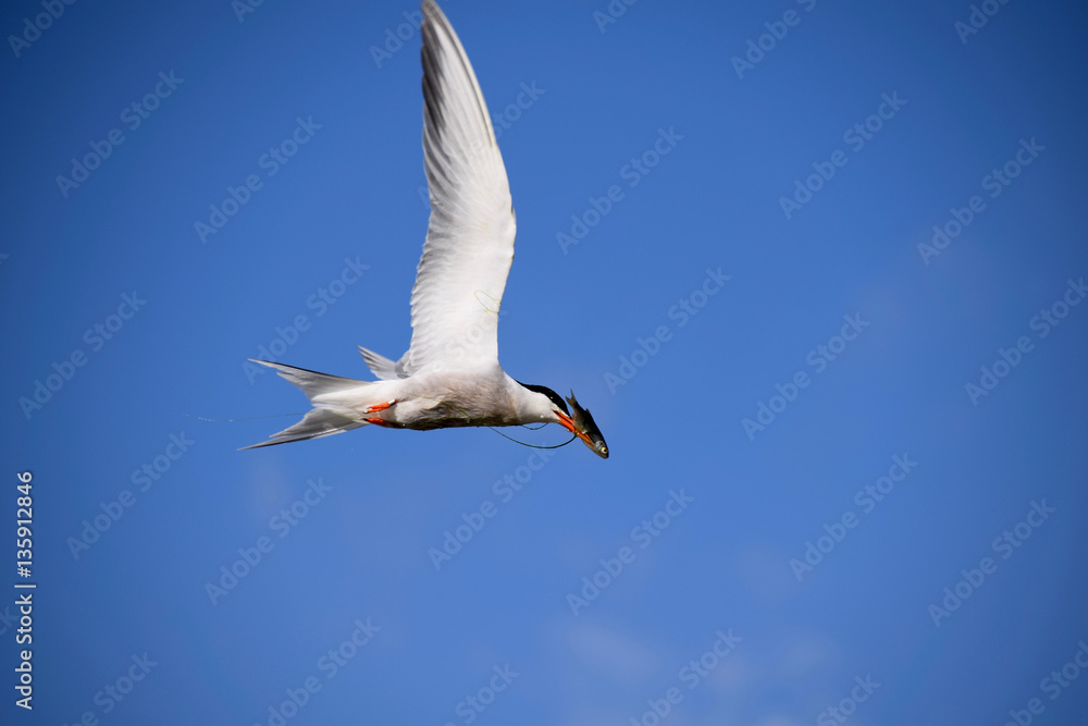 Fototapeta premium Common tern in flight with fish in beak