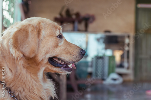 close up of a golden retriever's face.