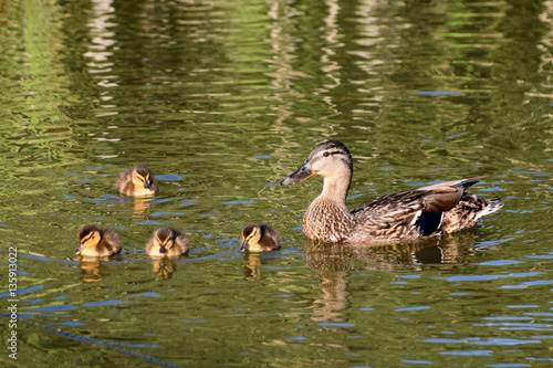 Summer Mallard ducklings on a lake at early evening