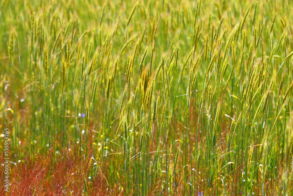 Field of grain.Farmer's field. Field of grain.Farmer's field.