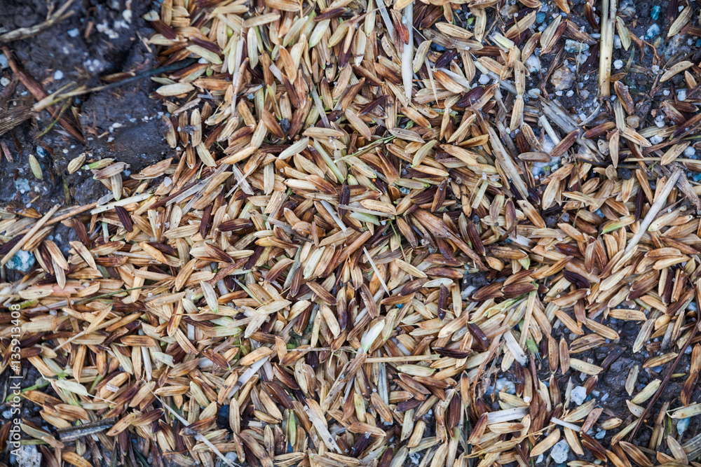 Close up view of rice texture on ground before peeling and polishing Close up view of rice texture on ground before peeling and polishing