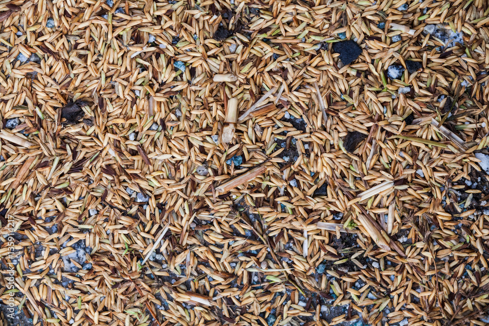 Close up view of rice texture on ground before peeling and polishing Close up view of rice texture on ground before peeling and polishing
