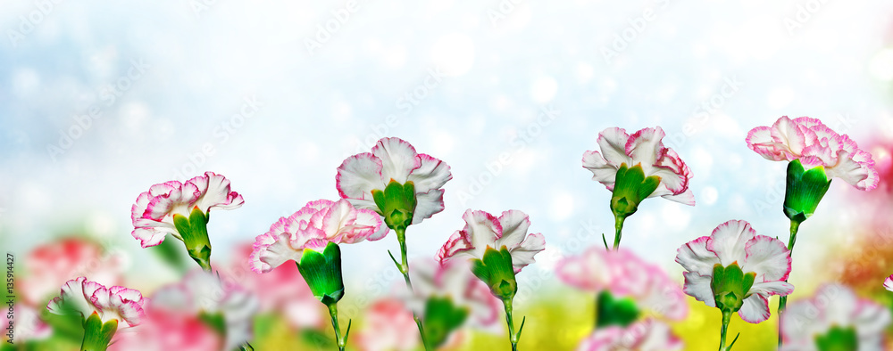 Bright and colorful carnation flowers. Floral background.