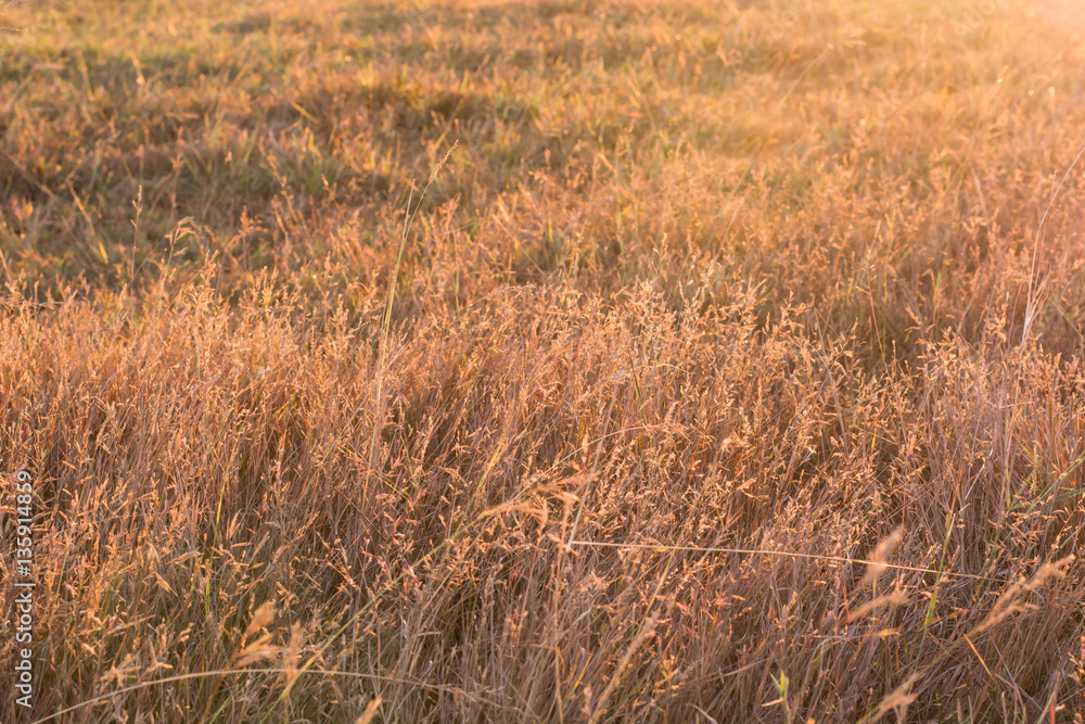 Fototapeta premium Dry Yellow Grass In Sunset Sunrise Sunlight.