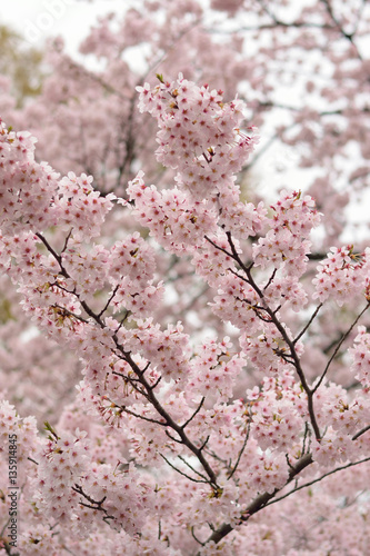 Landscape Japanese Spring White Cherry Blossoms in vertical frame