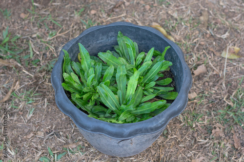 Fresh green culantro for healthy concept on pot in garden.