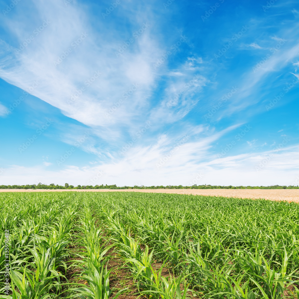 agricultural fields and blue sky with white clouds agricultural fields and blue sky with white clouds