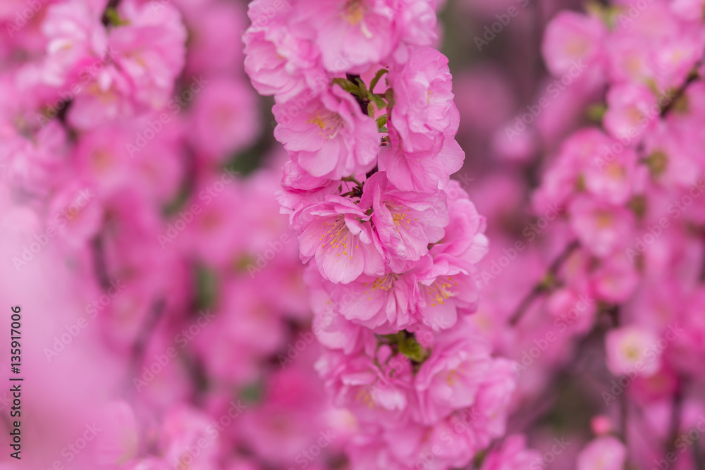 Fototapeta premium Sakura flower or cherry blossom with beautiful nature background