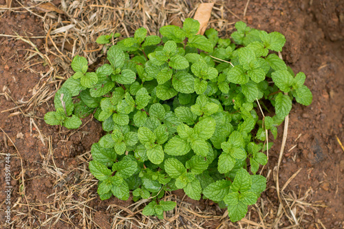 Green peppermint leaves