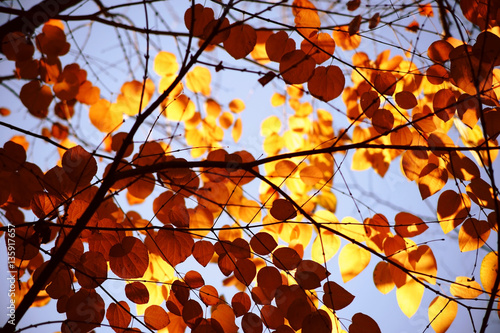 Herbstblätter Katsurabaum / Die gelblich scheinenden runden Blätter eines Kuchenbaumes, Cercidiphyllum japonicum, im Herbst..