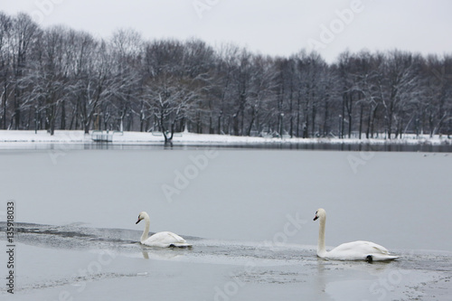 Two swans on frozen lake