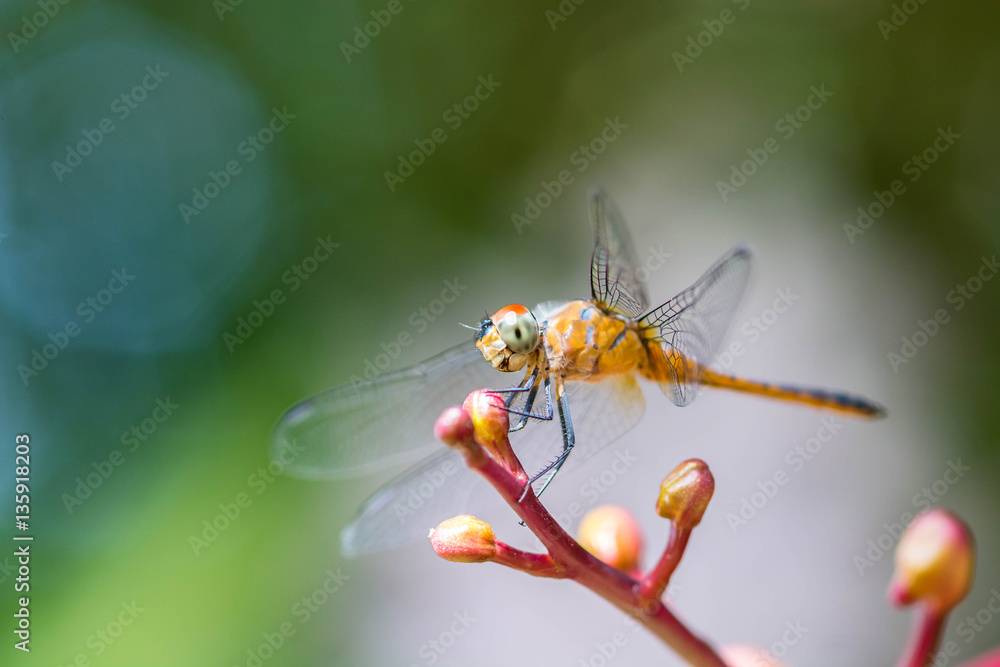 dragonfly resting on flower