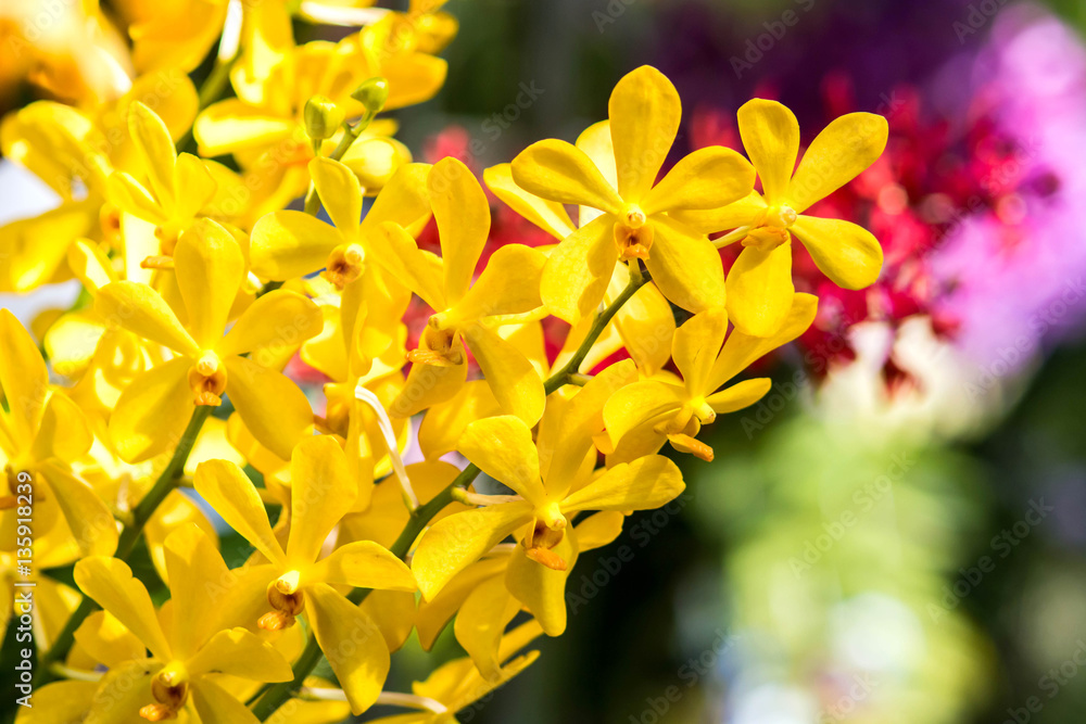 Fototapeta premium orchid flowers