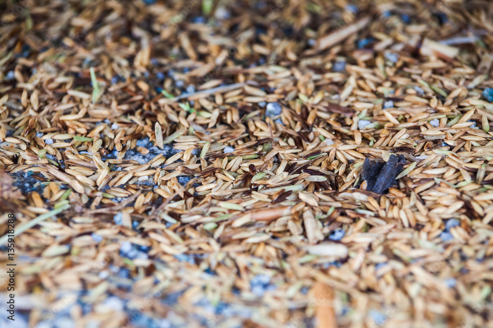 Close up view of rice texture on ground before peeling and polishing