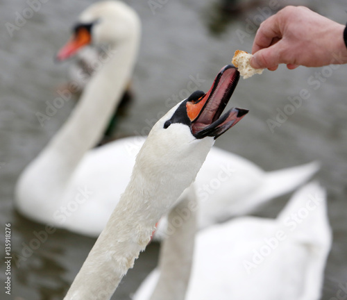 Fototapeta Naklejka Na Ścianę i Meble -  Hand feeding swan at winter