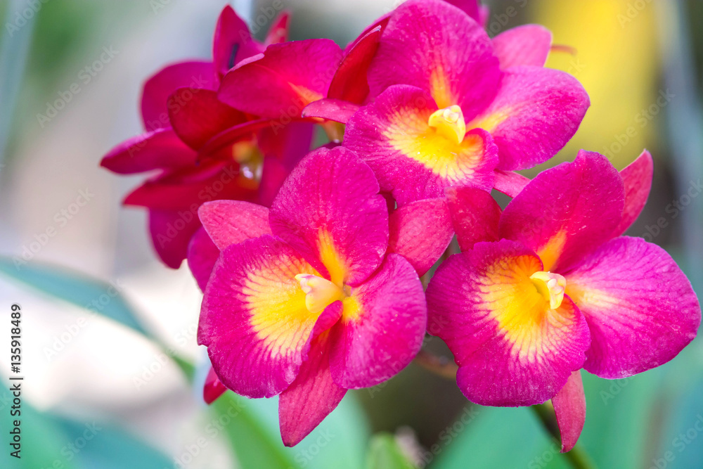 vanda orchids vanda orchids