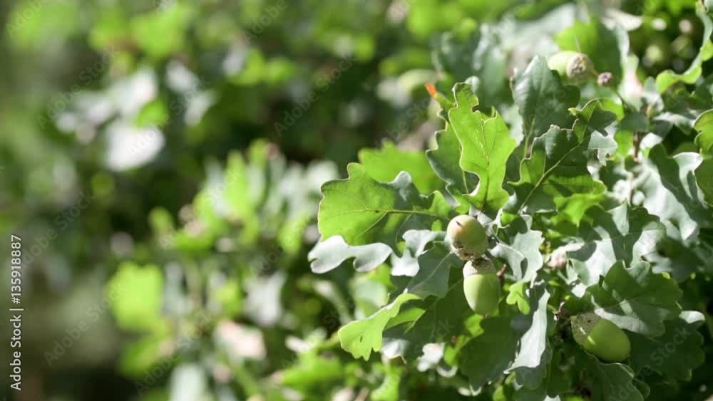 Oak branch with green leaves and acorns on a sunny day. Oak tree in summer. Blurred leaf background. Branch with acorns swaying in a light wind breeze. Closeup. Oak branch with green leaves and acorns on a sunny day. Oak tree in summer. Blurred leaf background. Branch with acorns swaying in a light wind breeze. Closeup.
