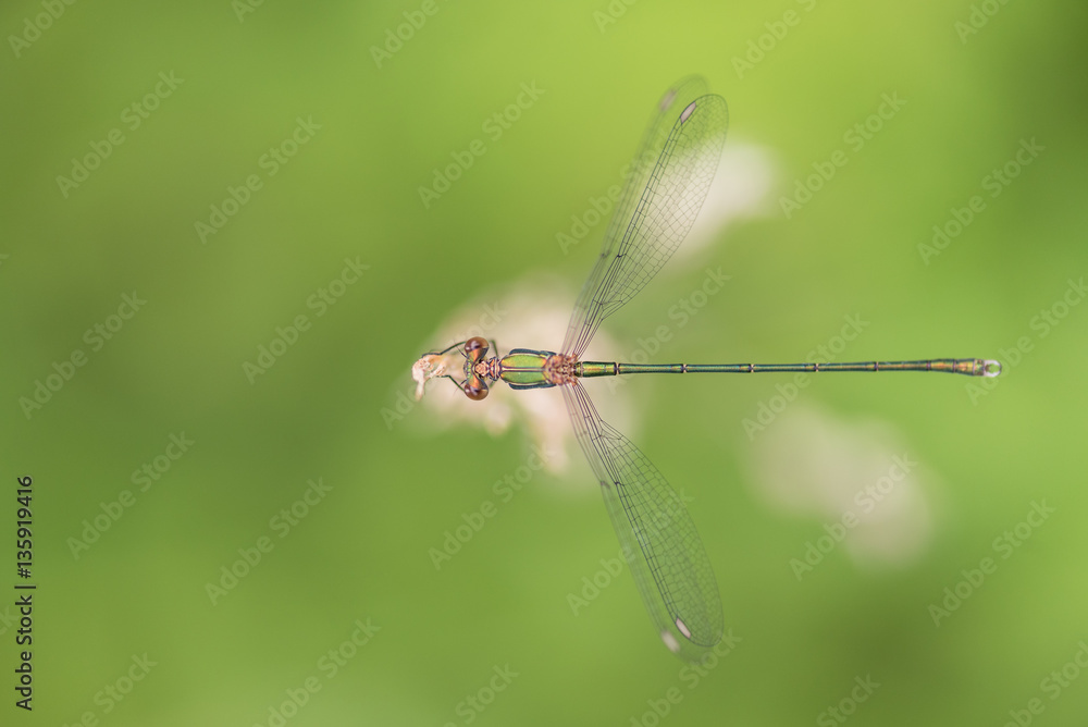 Willow emerald damselfly