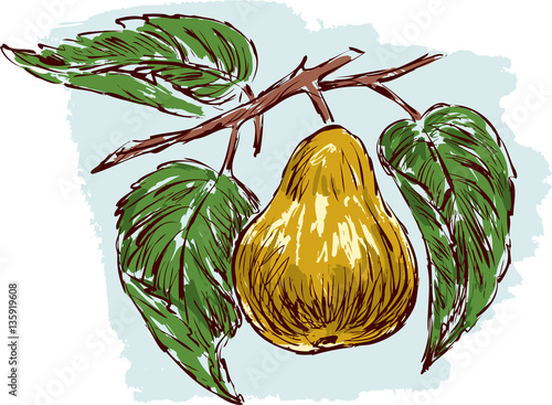 sketch of a ripe pear