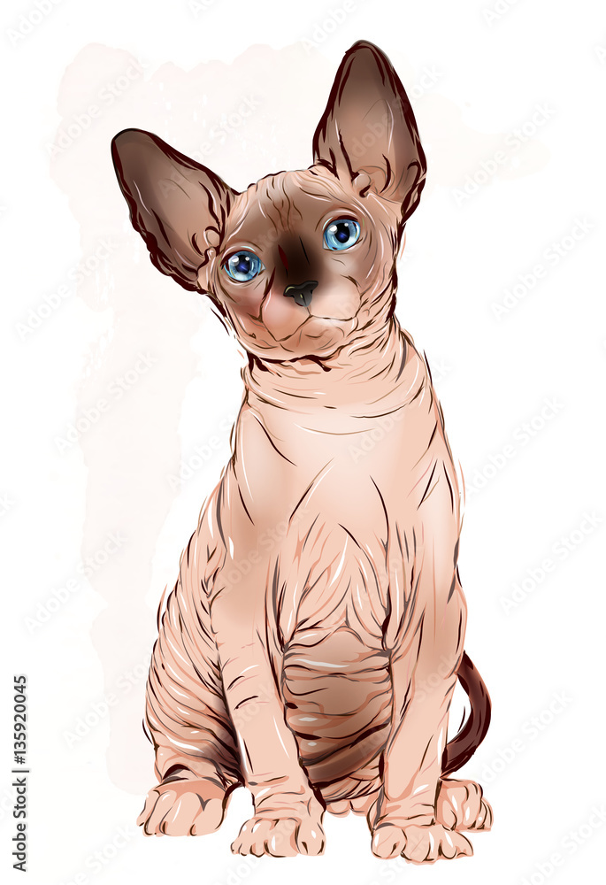 portrait of the  Canadian sphinx cat