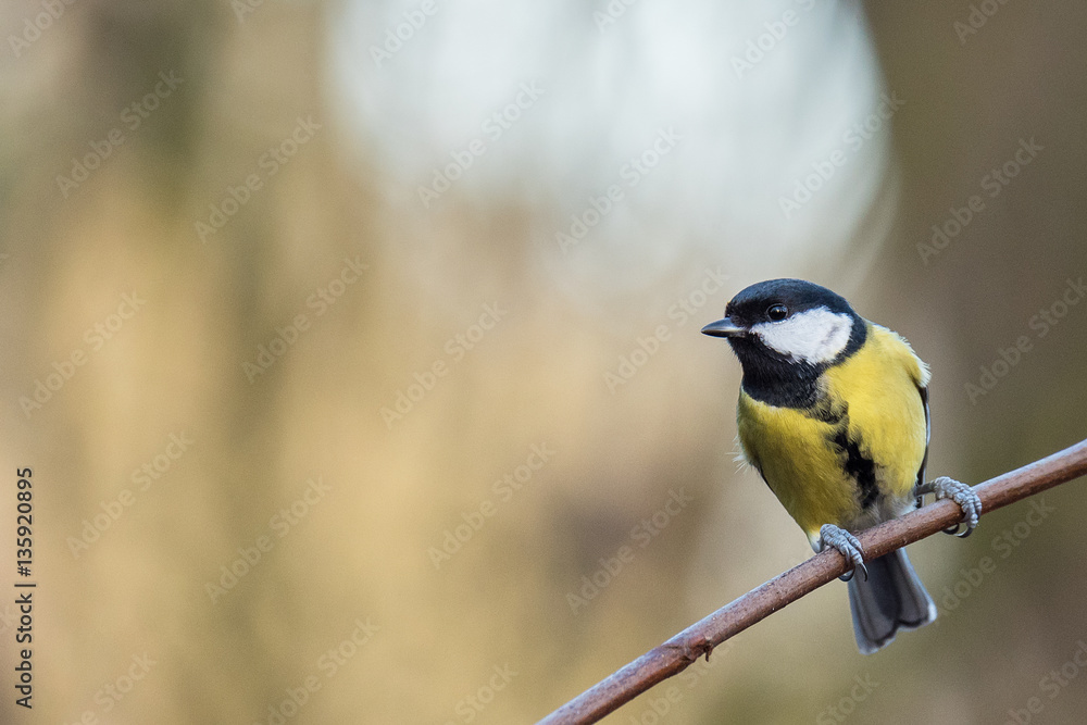 Fototapeta premium Great tit