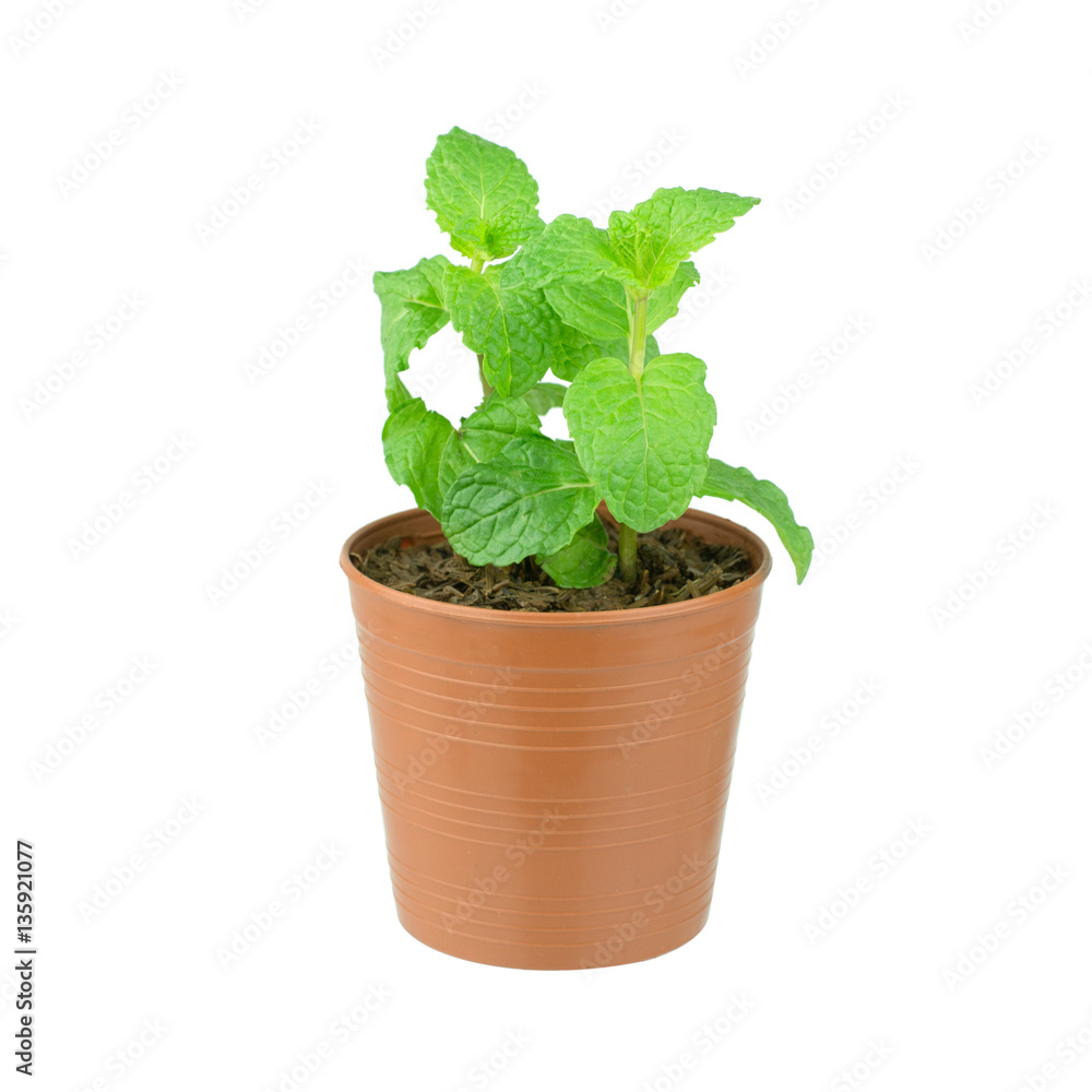 Fresh mint growing in a flowerpot to ensure the freshest ingredi Fresh mint growing in a flowerpot to ensure the freshest ingredi