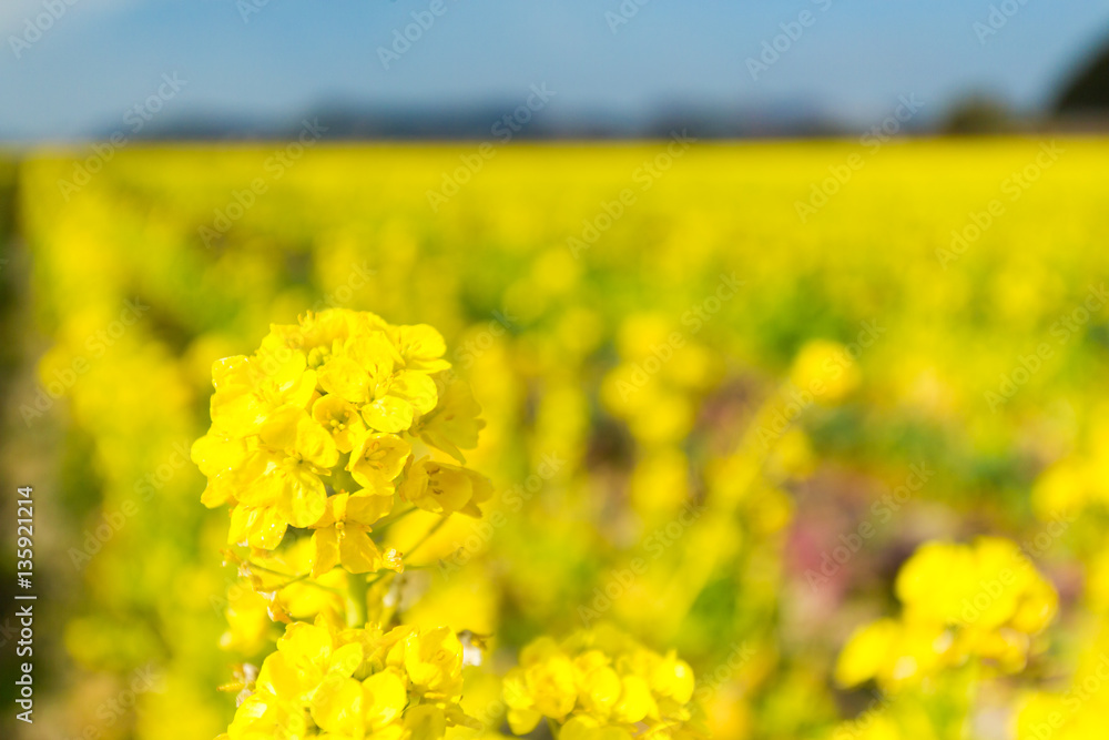 Fototapeta premium canola flower