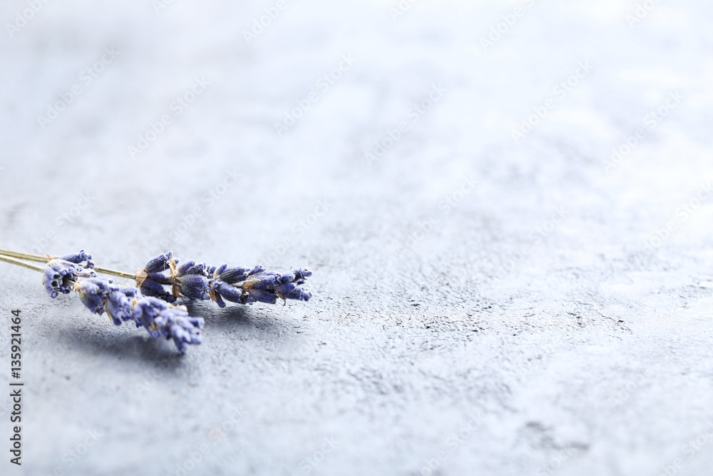 Fototapeta premium Lavender flowers on grey background