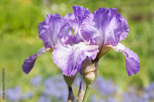 Fototapeta Naklejka Na Ścianę i Meble -  Flowers irises in the garden