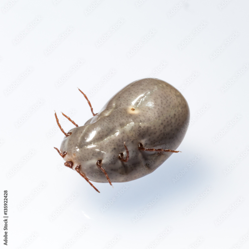 Huge tick hotsell on dog