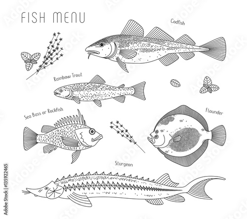 Different species of fish for the menu and culinary herbs recipes. Black, line drawings of edible fish, sea food is served in the restaurant, vector, isolated on background.