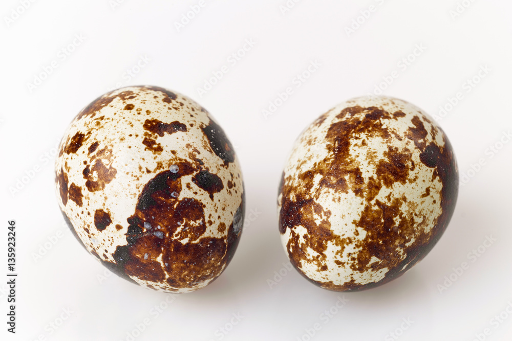 Quail Egg Quail Egg