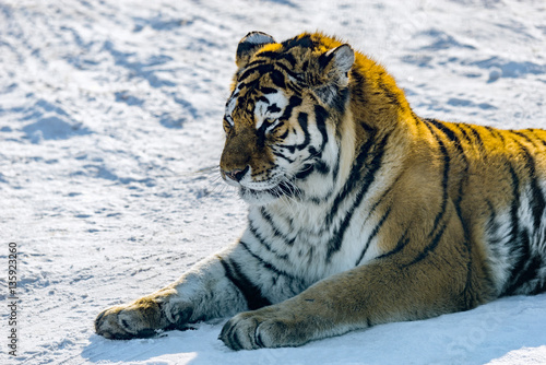 Fototapeta Naklejka Na Ścianę i Meble -  Tiger on the road.