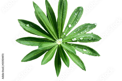 Water drops on fresh green leaves.