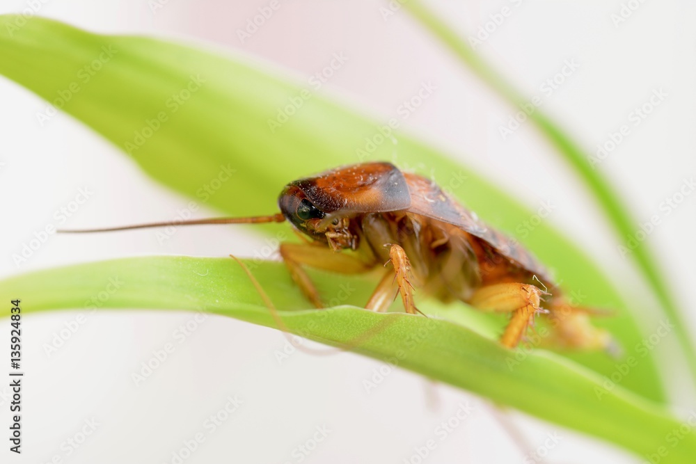 Fototapeta premium Bug