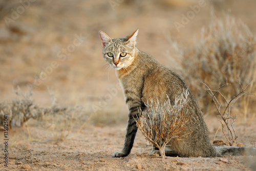 An African wild cat (Felis silvestris lybica), Kalahari desert, South Africa. photo