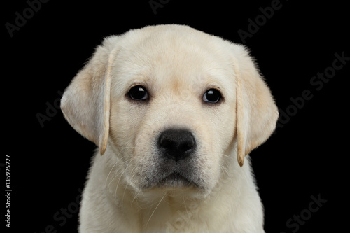 Close-up portrait of Labrador puppy Looking in camera on isolated Black background, front view © seregraff