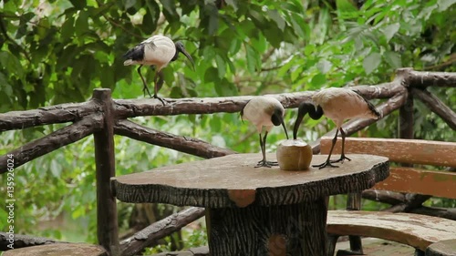 The African sacred ibis (Threskiornis aethiopicus). Pair of them drink cocanut milk. Malaysia. photo