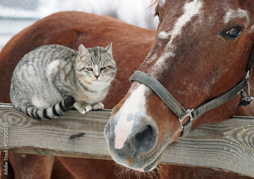 Young the gray cat contacts to a horse