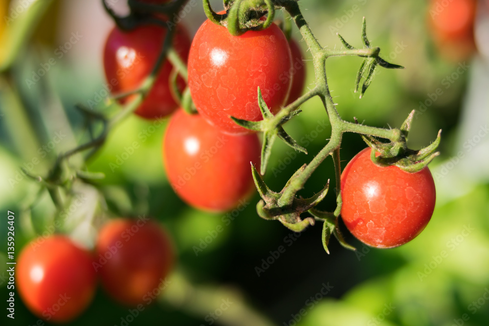 fresh tomatoes in the farm