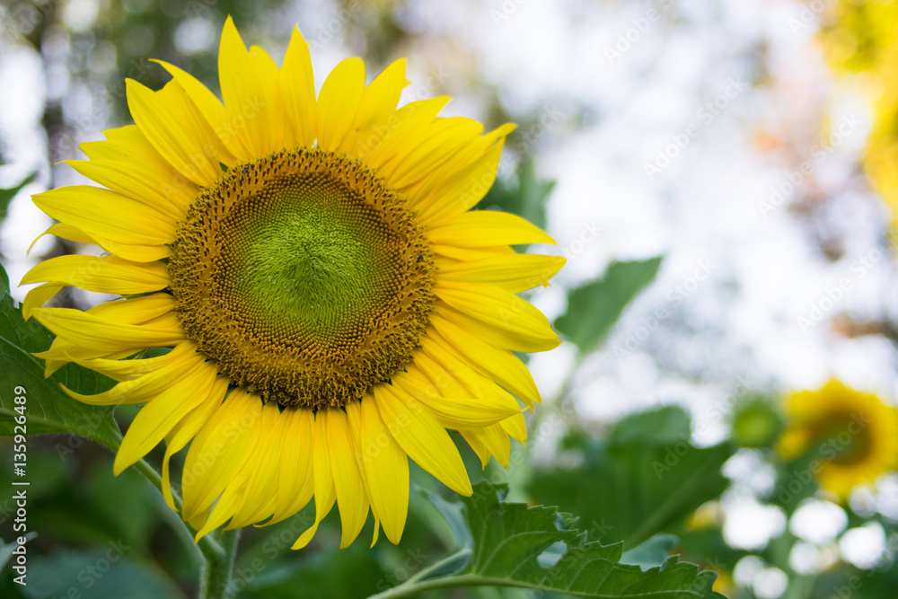 Obraz premium sunflower in garden