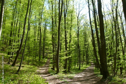 Zwei Wege im lichtdurchfluteten Wald photo