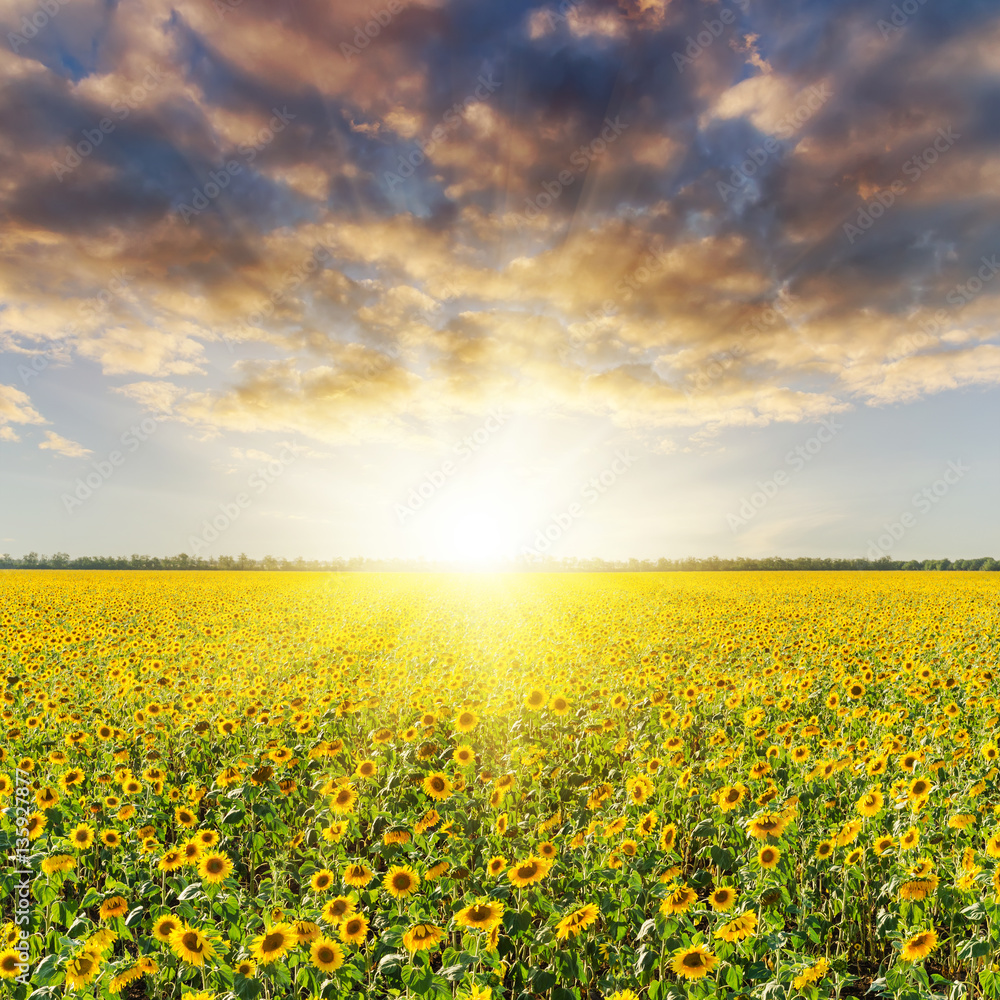 Obraz premium sunset in clouds and field with sunflowers