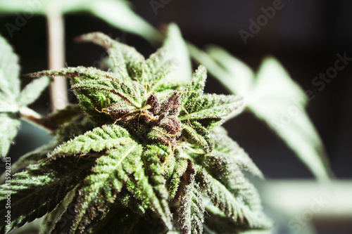 Cannabis Close Up High Quality 