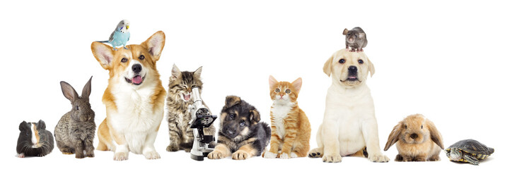 set pet on a white background