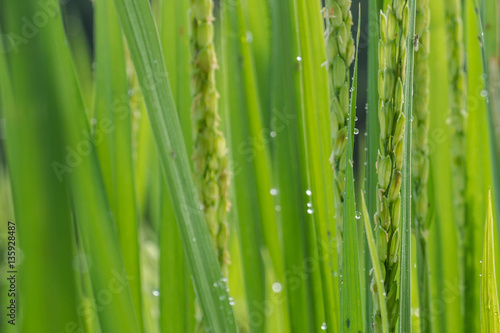 Rice fields background (Soft focus) - Morning fresh in the rice