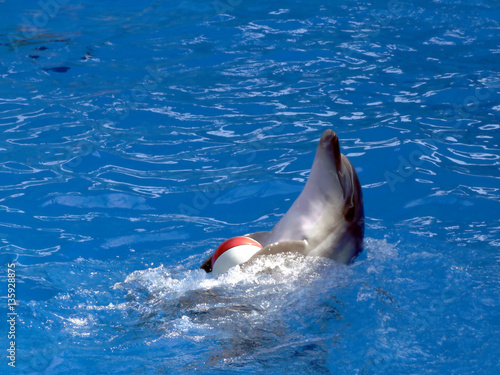 Dolphin playing with ball