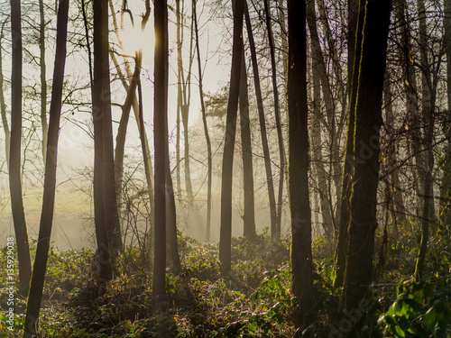 Wald mit Nebel und Sonnenaufgang