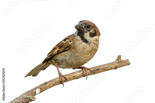 Eurasian Tree Sparrow(Passer montanus), colorful bird isolated on branch with white background.